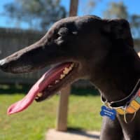 Photo of Sago The Greyhound