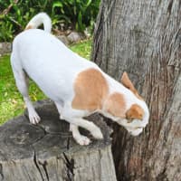 Photo of Jelly   1 Year Old Chihuahua (On Trial)