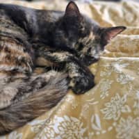 Photo of Gracie   In Foster Care In Bentleigh East