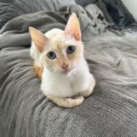 Photo of Harlow