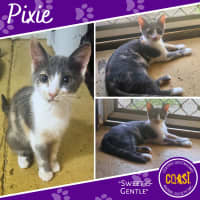 Photo of Pixie