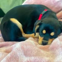 Photo of Elsie   11 Week Old Pug X Cavalier X Kelpie