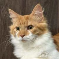 Photo of Oliver