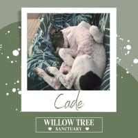 Photo of Cade