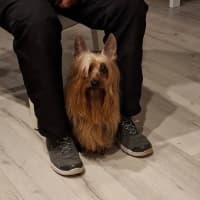 Photo of Tim Tim (Terrific Timmy)