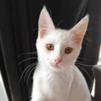 Photo of Smudge 