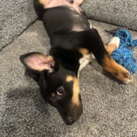 Photo of Parker