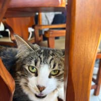 Photo of Wikka