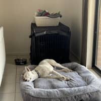 Photo of Remus