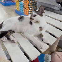 Photo of Alvin   Child, Cat And Dog Friendly