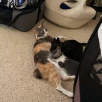 Photo of Lola   2 Year Old Manx X Dsh Dilute Calico