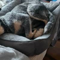 Photo of Speckles