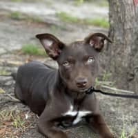 Photo of Chocolate Bean 