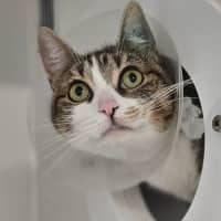 Photo of Annie