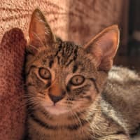 Photo of Tim Tam