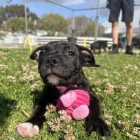 Photo of Crush