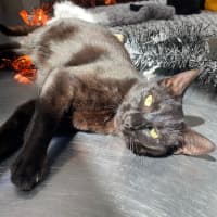 Photo of Phoebe (9996)