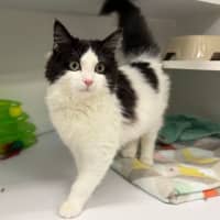 Photo of Nyx
