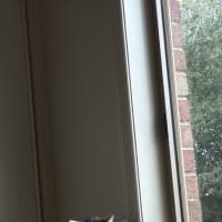 Photo of Clover