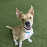 Photo of Frankie