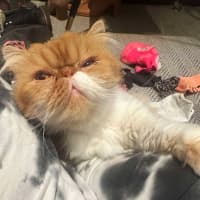 Photo of 😽Linus😽