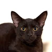 Photo of Mouse