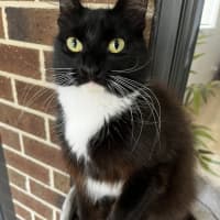 Photo of Catsby
