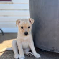 Photo of Thea   8 Week Old Staffy X Koolie (Hold)