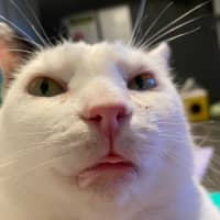 Photo of Galaxy Annihilator