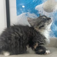 Photo of Puffin