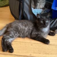 Photo of Banjo