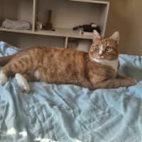 Photo of Marmalade