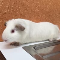 Photo of Quick Silver
