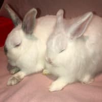 Photo of Blizzard & Odette 