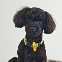 Photo of Gertie