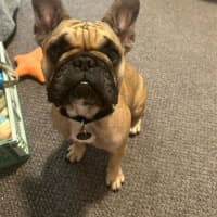 Photo of Java And Riley