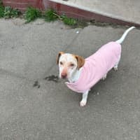 Photo of Ginger