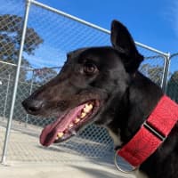 Photo of Enzo The Greyhound