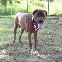 Photo of Ruby