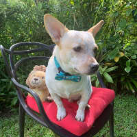 Photo of Rocco