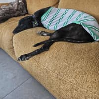 Photo of Basil The Greyhound