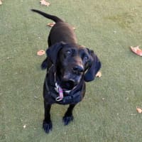 Photo of Olive