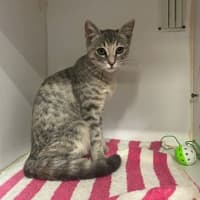 Photo of Misty