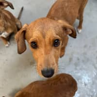 Photo of Toffee