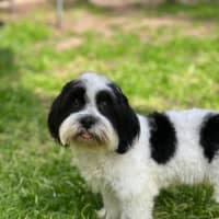 Photo of Herbie 