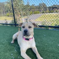 Photo of Alita Imp 1811