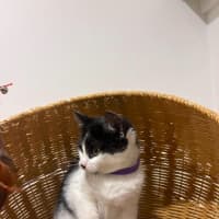 Photo of Faye