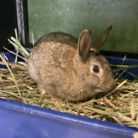Photo of Choc Chip (Bonded With Fudge)