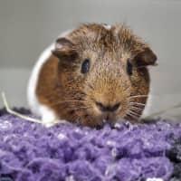 Photo of Cupid (Bonded With Romeo)