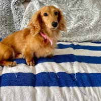 Photo of Sweet Little Rosie 